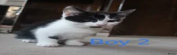 Mixed Breed cats for sale: 💛 kittens 💛 - Advert 2