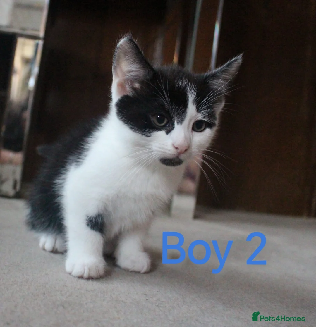 Mixed Breed cats for sale: 💛 kittens 💛 - Advert 2
