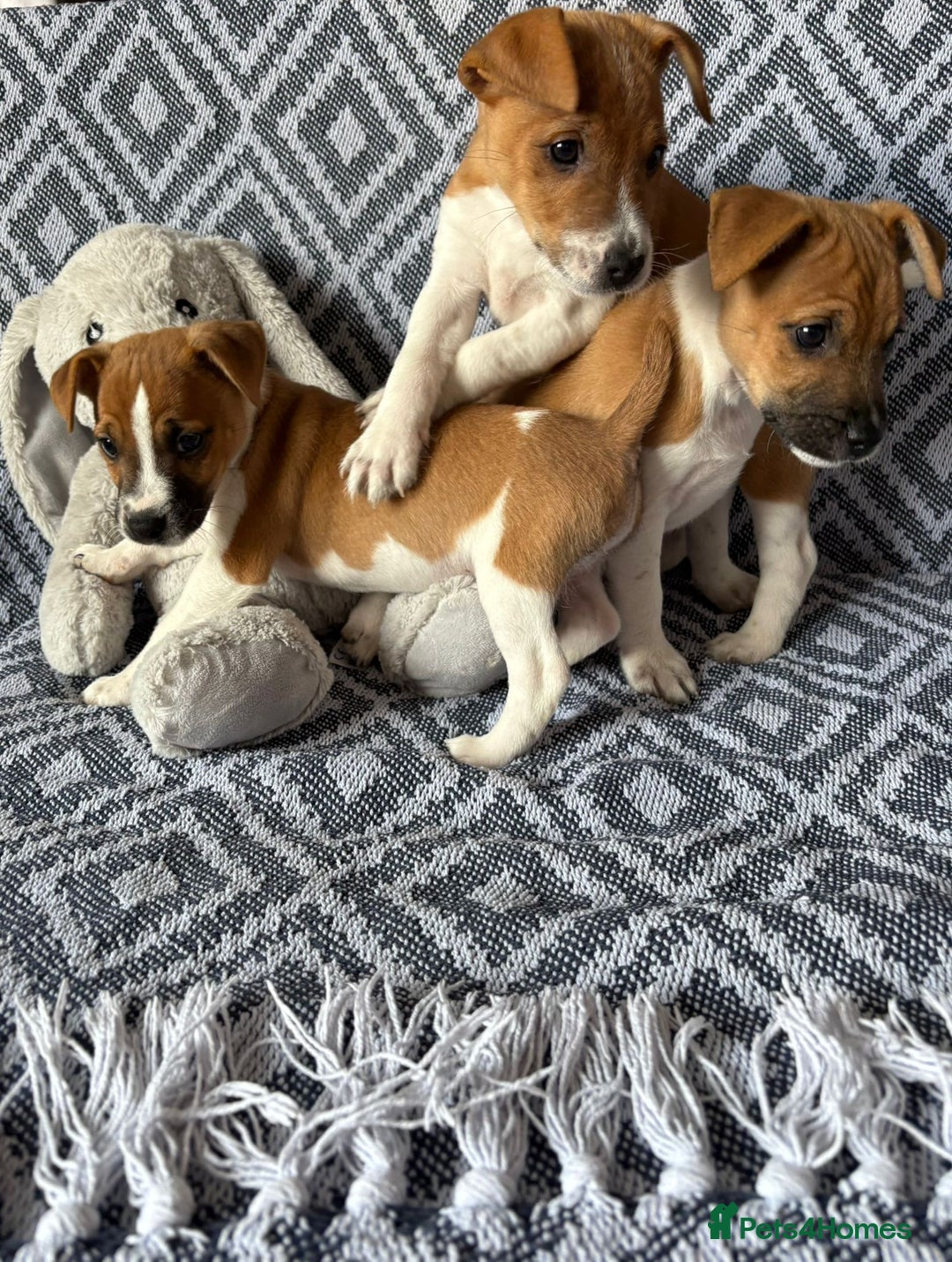 Mixed Breed dogs for sale: 💙 3 Beautiful Boys 💙 - Image 12