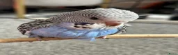 Budgerigars birds for sale: Semi Tamed Baby Budgies for sale  - Advert 5
