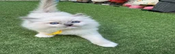 Ragdoll cats for sale: 🏆Gccf stunning ragdoll kittens (GRCH PARENTS 🥇) - Advert 17