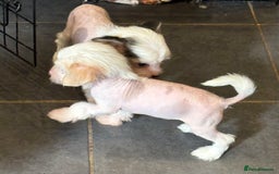 Chinese Crested dogs for sale: Cute Chinese Crested Hairy Hairless Boy.. 💙 - Image 5