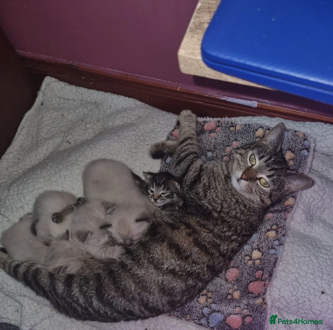 Mixed Breed cats for sale: Kitten in Dundee - Advert 1