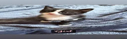 Mixed Breed cats for sale: 5 Beautiful Kittens For sale in Preston - Advert 12