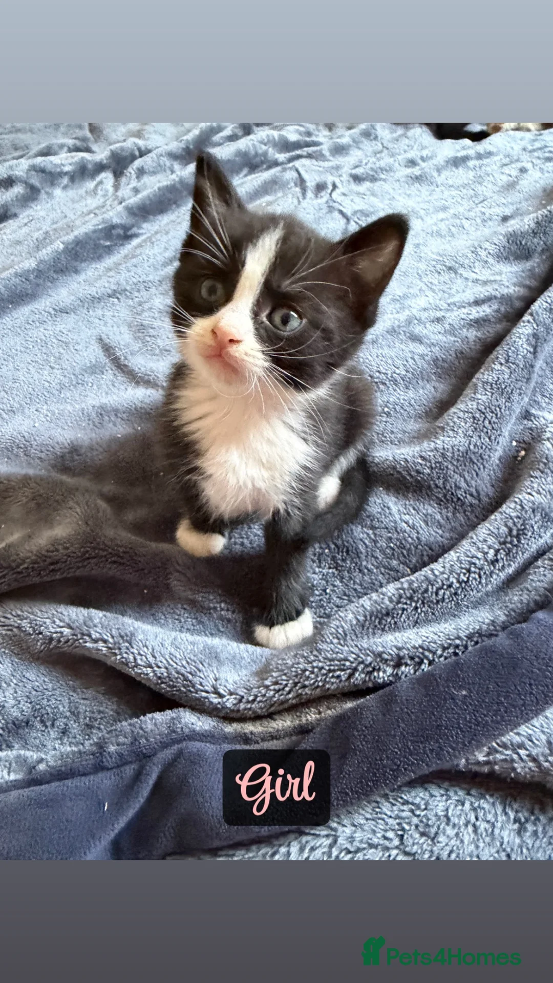Mixed Breed cats for sale: 5 Beautiful Kittens For sale in Preston - Advert 12