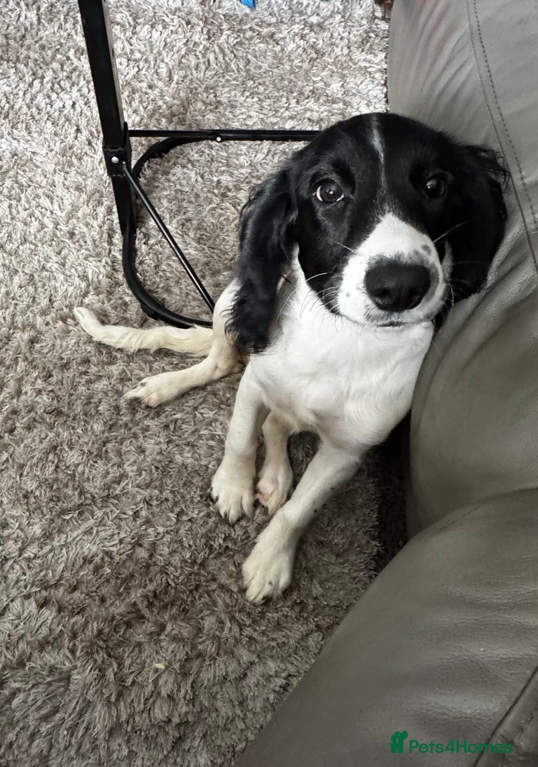 English Springer Spaniel dogs for sale: Springer spaniel girl  - Image 4