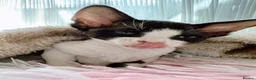 Devon Rex cats for sale: Beautiful Devon Rex kittens ❤️❤️❤️ - Advert 17