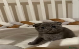Scottish Fold cats for sale: Lovely Scottish fold kitties🥰 - Image 4
