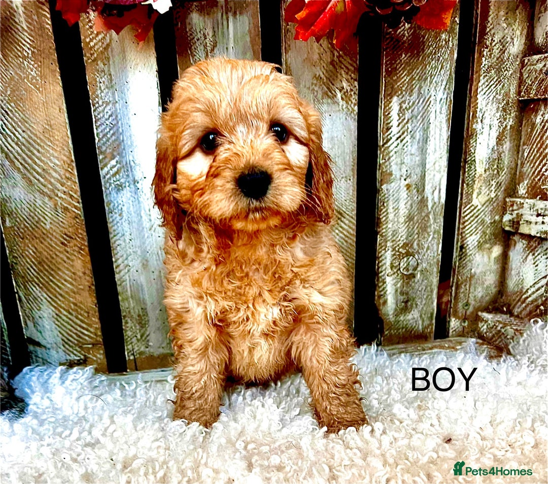 Cockapoo dogs for sale: Quality Cockapoo Puppies Blue Merle / Golden  - Advert 19