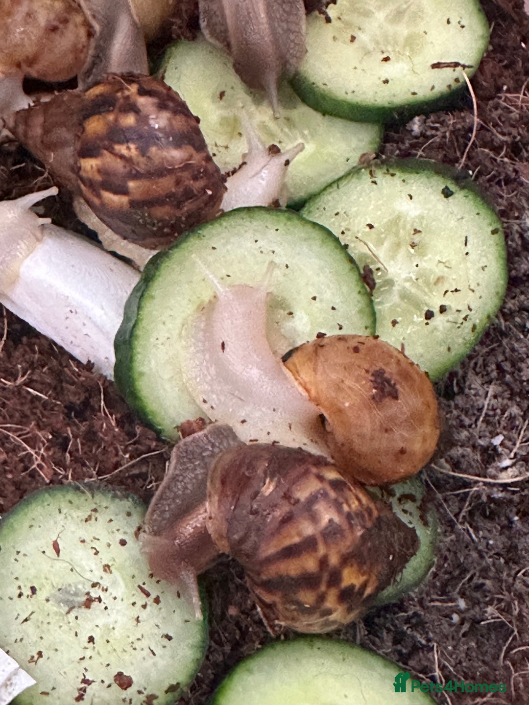 Snails invertebrates for sale: African giant land snails babies - Image 1