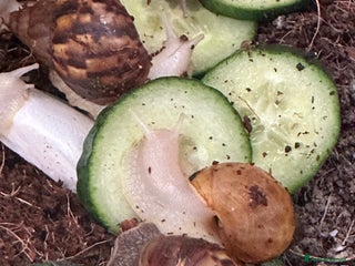 Snails invertebrates - Advert 30