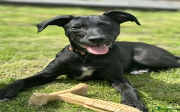 Mixed Breed dogs for sale: Loving girl looking for forever home - Image 2