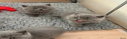 British Shorthair cats for sale: GCCF reg/British Shorthair kittens - Advert 8