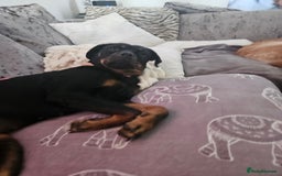 Rottweiler dogs for sale: Roxy  - Image 3