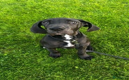 Great Dane dogs for sale: Remus  - Image 3