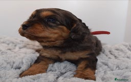 Cavapoo dogs for sale: Extensively Health tested Rare F1 Cavapoos - Image 11