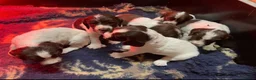 English Springer Spaniel dogs for sale: Female Springer Spaniel pup - Advert 3