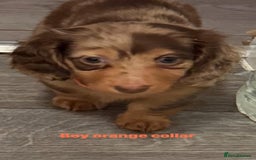 Miniature Dachshund dogs for sale: Miniature long haired dachshund  - Image 17