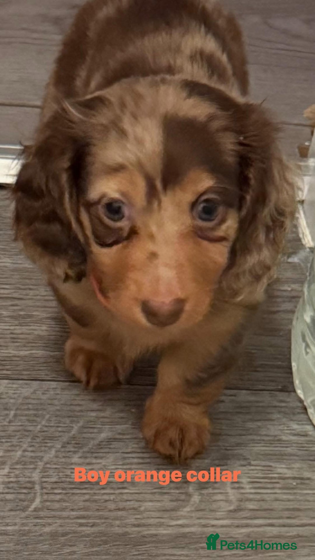 Miniature Dachshund dogs for sale: Miniature long haired dachshund  - Image 17