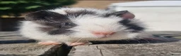 Guinea Pig rodents for sale: Beautiful Baby guinea pigs for sale  - Advert 5