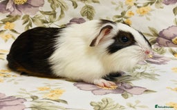 Guinea Pig rodents for sale: Pretty Baby boy Guineapigs ready to reserve  - Image 13