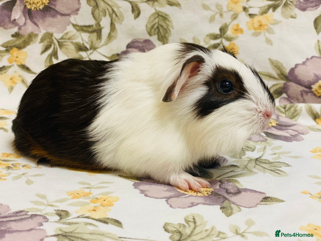 Guinea Pig rodents for sale: Pretty Baby boy Guineapigs ready to reserve  - Image 13
