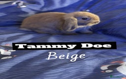 Mini Lop rabbits for sale: 4 mini lops  - Image 1