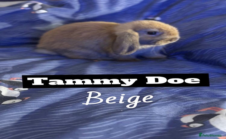 Mini Lop rabbits - Advert 1