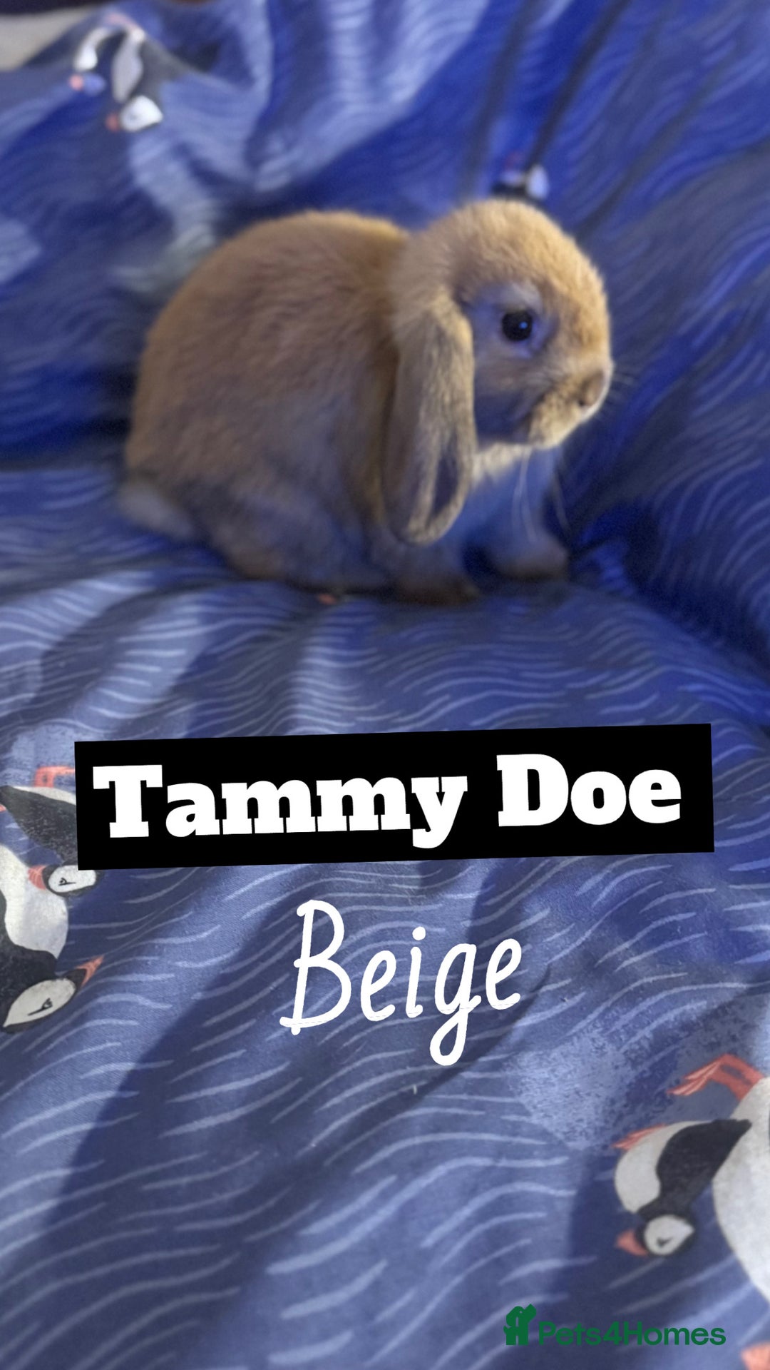 Mini Lop rabbits for sale: 4 mini lops  - Image 1