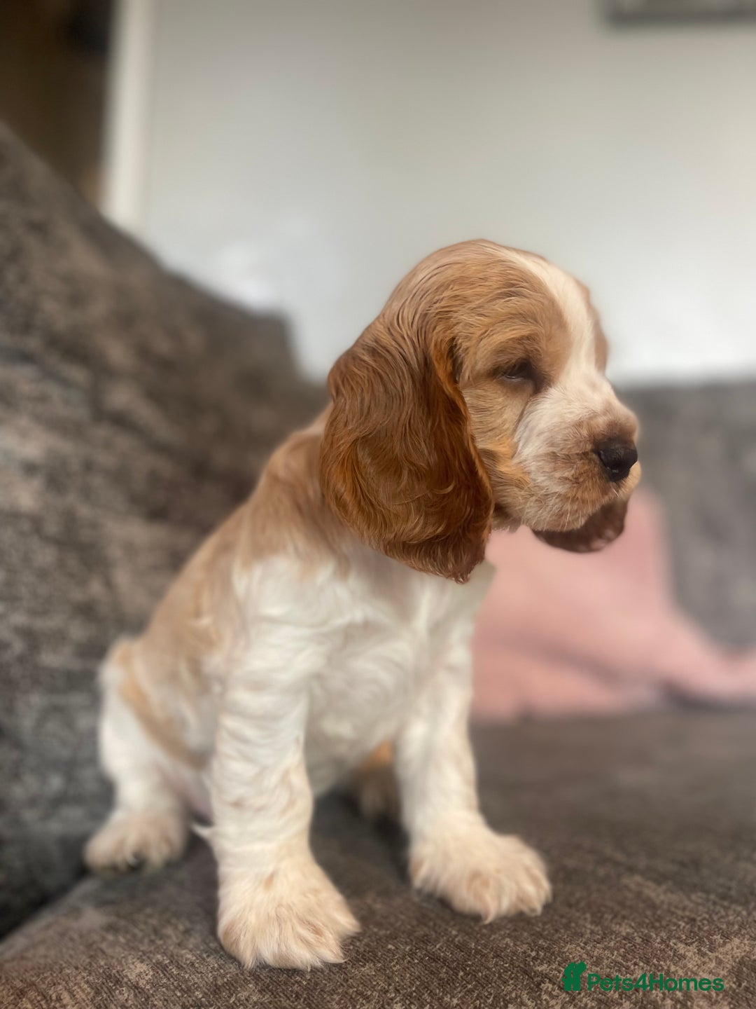 Cocker Spaniel dogs for sale: Top class cocker spaniel puppies  - Image 5