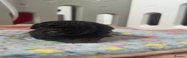 Cockapoo 4