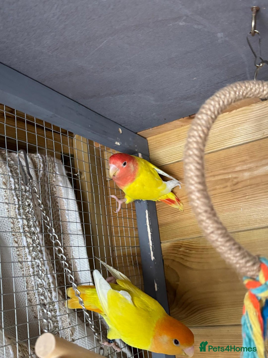 Lovebirds birds for sale: Pair lovebirds  - Advert 4