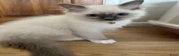 Ragdoll cats for sale: GCCF registered Ragdoll kittens 🐈  - Advert 12