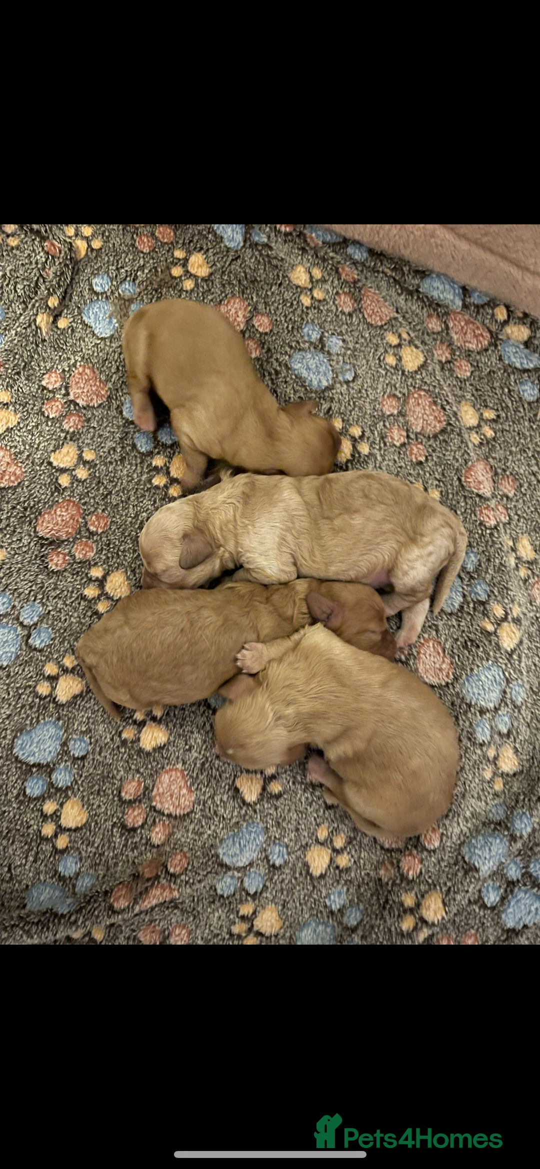 Cavapoo dogs for sale: Beautiful toy cavapoo puppies - Advert 5