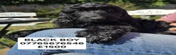 Cockapoo dogs for sale: F1 Cockapoo Puppies Ready To Go Domestic Licence - Advert 1
