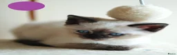 Mixed Breed cats for sale: 3 Siamese and Ragdoll mixed kittens - Advert 11