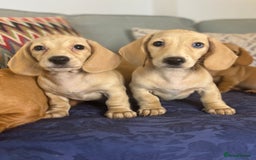 Miniature Dachshund dogs for sale: 🐶 Miniature Smooth Haired Dachshunds. KC REG. 🐶  - Image 17