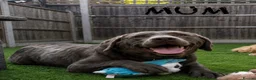 Labrador Retriever dogs for sale: Beautiful KC Chocolate Labrador Retriever Puppies - Advert 10