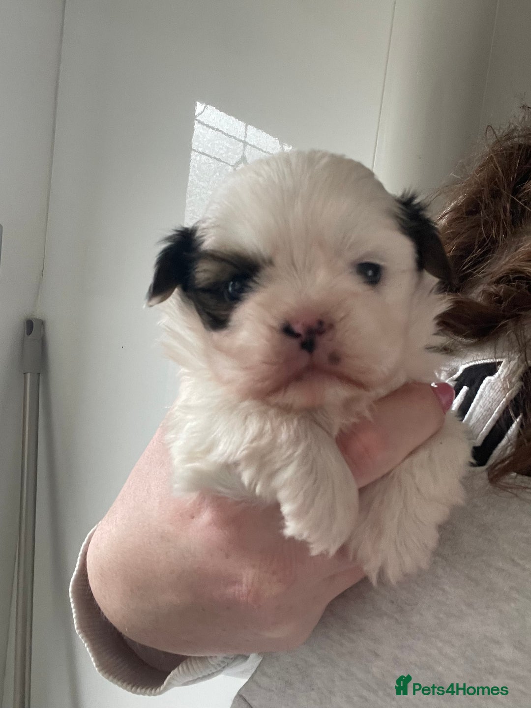 Lhasa Apso dogs for sale: 🩷💙2 lovely Lhasa apso puppies  - Advert 9
