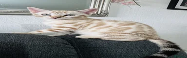 Bengal 3
