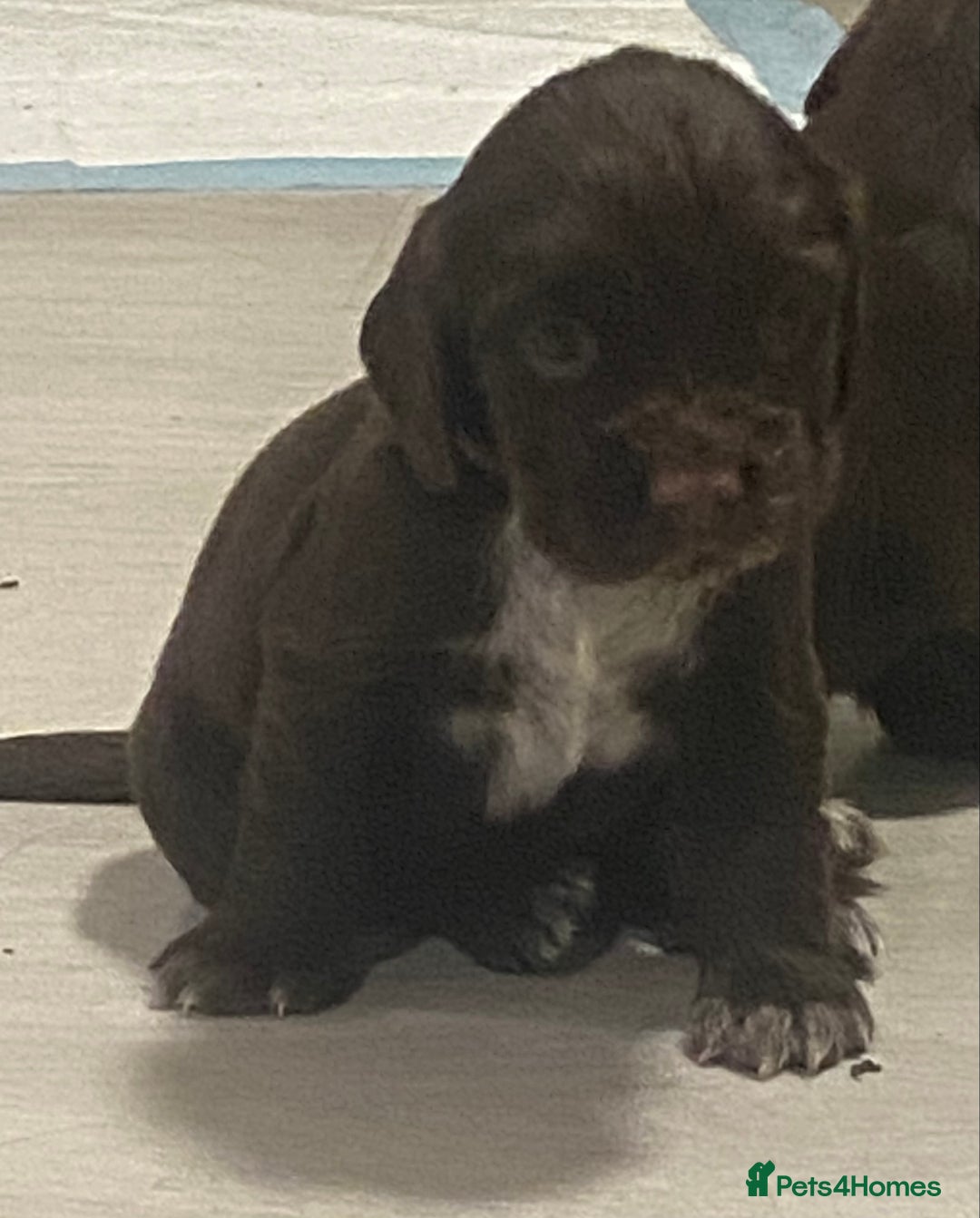 Cocker Spaniel dogs for sale: Cocker spaniel pups  - Advert 11