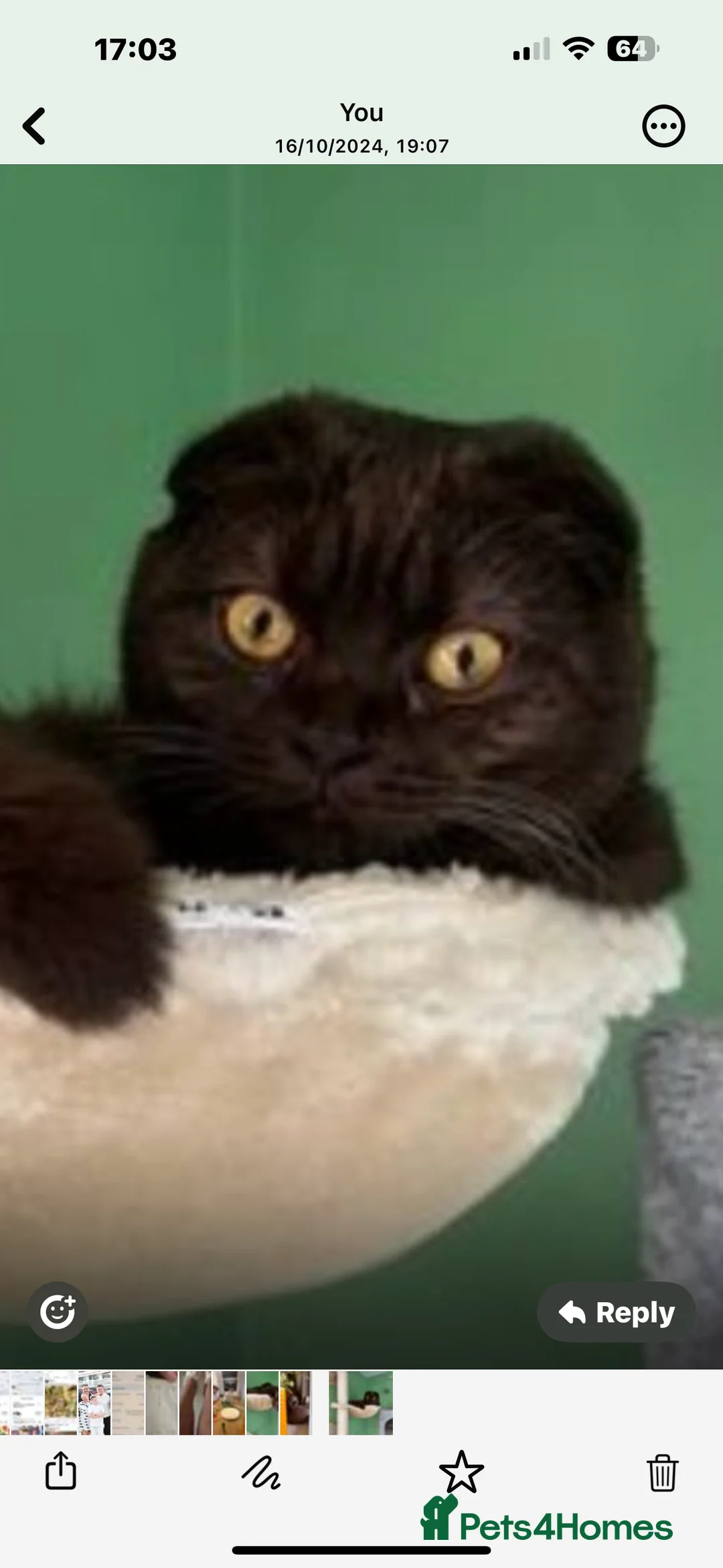 Scottish Fold cats for sale: Rare chocolate Scottish Fold Cat 🐾 - Advert 1