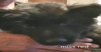 German Shepherd dogs - Advert 13