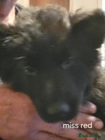 German Shepherd dogs - Advert 1