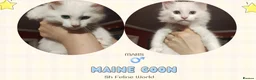 Maine Coon cats for sale: Maine Coon Kittens in Manchester - Advert 7
