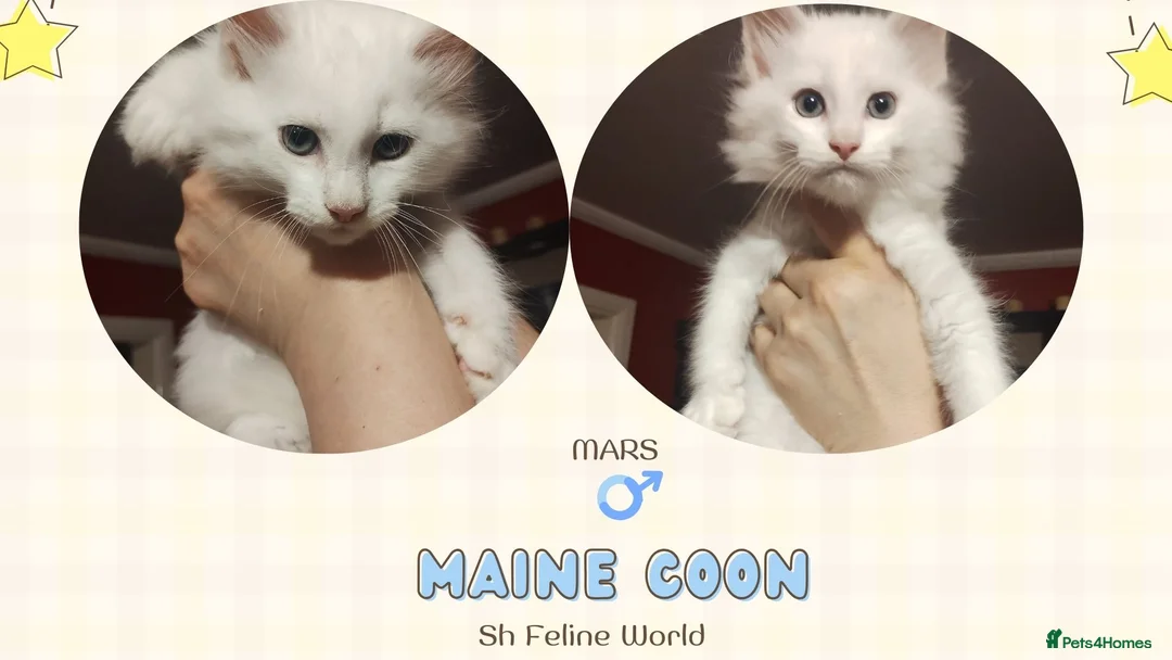 Maine Coon cats for sale: Maine Coon Kittens in Manchester - Advert 7