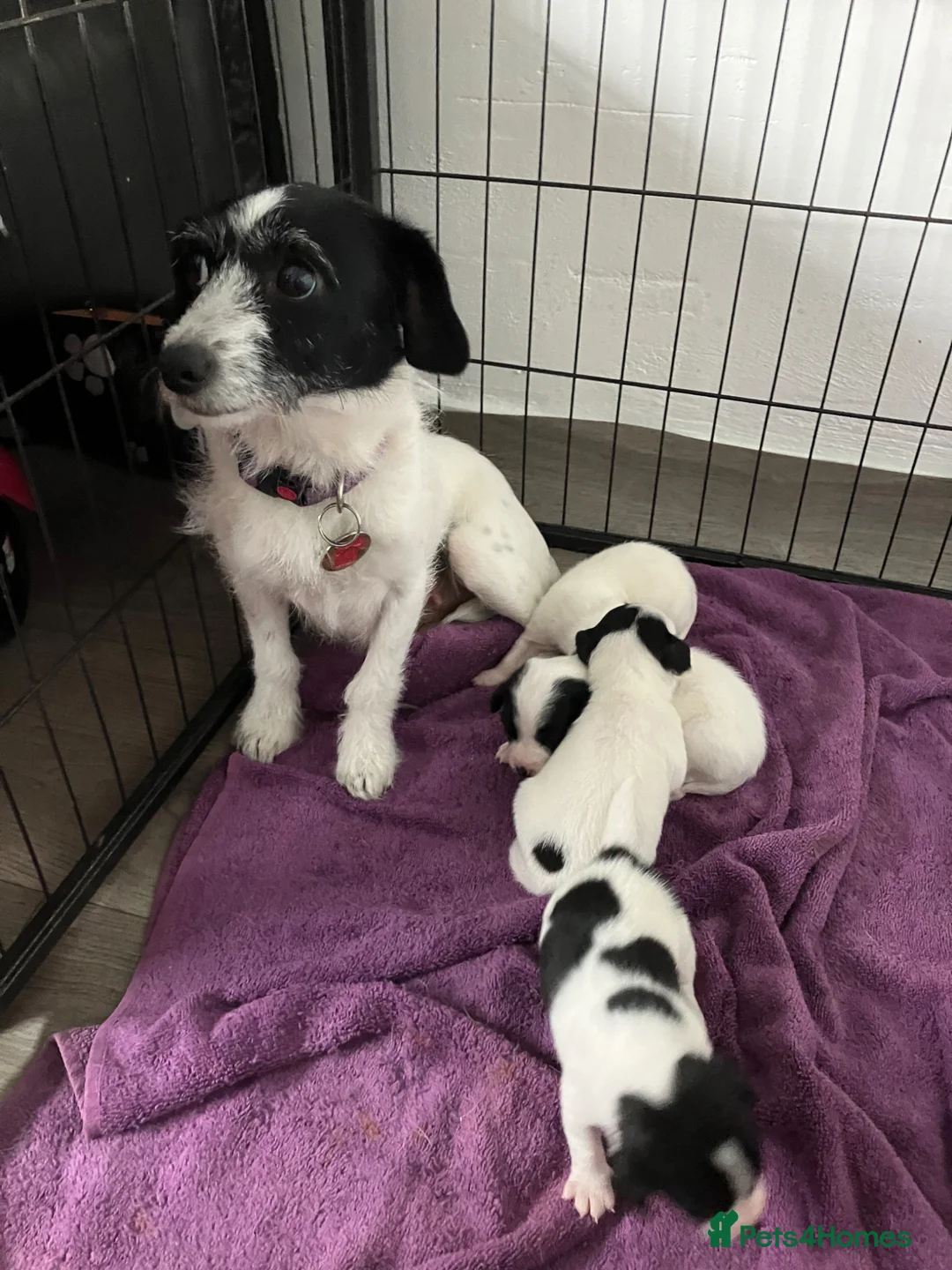 Jack Russell dogs for sale: Jack Russel puppies for sale  in Spennymoor - Advert 1