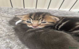 Mixed Breed cats for sale: Kittens ready to reserve  - Image 5