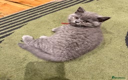 British Shorthair cats for sale: GCCF British Blue Kittens - Ready for  **   **  - Image 9