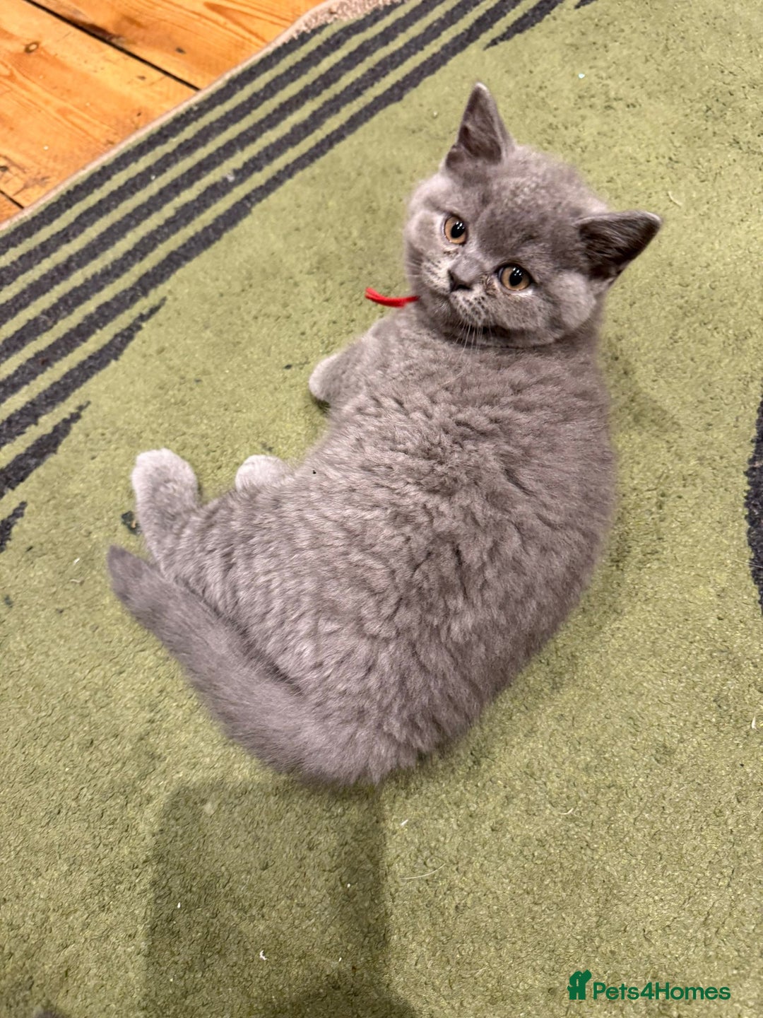 British Shorthair cats for sale: GCCF British Blue Kittens - Ready for  **   **  - Image 9